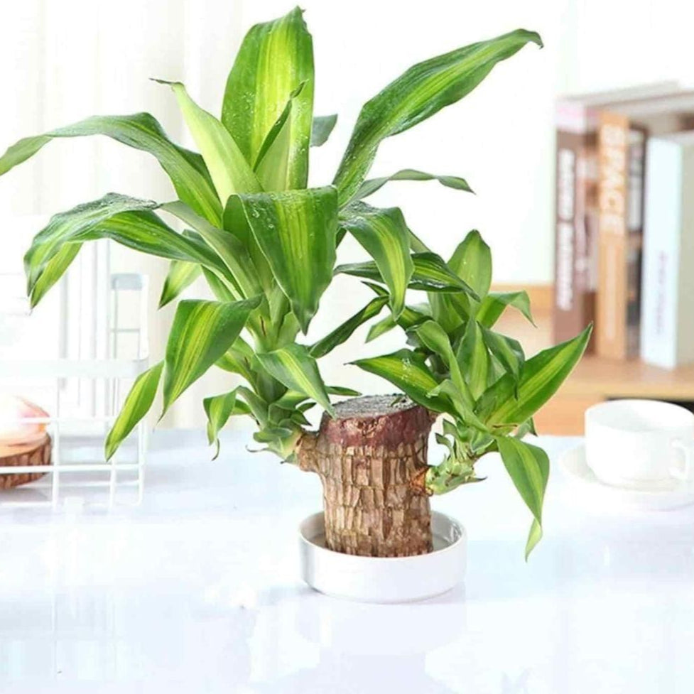 Brazilian Lucky Wood, Mini Home Plant Decorations